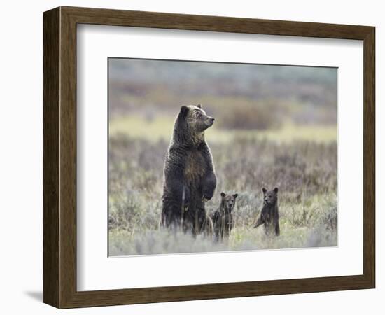 Grizzly Bear (Ursus Arctos Horribilis) Sow and Two Cubs of Year All Standing Up on their Hind Legs-James Hager-Framed Photographic Print