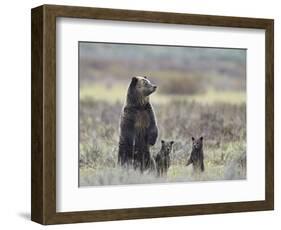 Grizzly Bear (Ursus Arctos Horribilis) Sow and Two Cubs of Year All Standing Up on their Hind Legs-James Hager-Framed Photographic Print