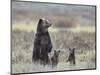 Grizzly Bear (Ursus Arctos Horribilis) Sow and Two Cubs of Year All Standing Up on their Hind Legs-James Hager-Mounted Photographic Print