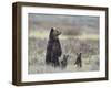 Grizzly Bear (Ursus Arctos Horribilis) Sow and Two Cubs of Year All Standing Up on their Hind Legs-James Hager-Framed Photographic Print