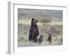 Grizzly Bear (Ursus Arctos Horribilis) Sow and Two Cubs of Year All Standing Up on their Hind Legs-James Hager-Framed Photographic Print