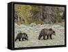 Grizzly Bear (Ursus Arctos Horribilis) Sow with a Yearling Cub, Yellowstone National Park, UNESCO W-James Hager-Framed Stretched Canvas