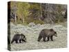 Grizzly Bear (Ursus Arctos Horribilis) Sow with a Yearling Cub, Yellowstone National Park, UNESCO W-James Hager-Stretched Canvas