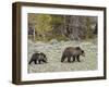 Grizzly Bear (Ursus Arctos Horribilis) Sow with a Yearling Cub, Yellowstone National Park, UNESCO W-James Hager-Framed Photographic Print