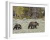 Grizzly Bear (Ursus Arctos Horribilis) Sow with a Yearling Cub, Yellowstone National Park, UNESCO W-James Hager-Framed Photographic Print