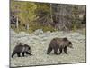 Grizzly Bear (Ursus Arctos Horribilis) Sow with a Yearling Cub, Yellowstone National Park, UNESCO W-James Hager-Mounted Photographic Print