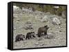 Grizzly Bear (Ursus Arctos Horribilis) Sow with Two Yearling Cubs, Yellowstone National Park, UNESC-James Hager-Framed Stretched Canvas