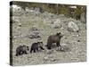 Grizzly Bear (Ursus Arctos Horribilis) Sow with Two Yearling Cubs, Yellowstone National Park, UNESC-James Hager-Stretched Canvas