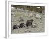 Grizzly Bear (Ursus Arctos Horribilis) Sow with Two Yearling Cubs, Yellowstone National Park, UNESC-James Hager-Framed Photographic Print