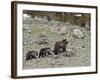Grizzly Bear (Ursus Arctos Horribilis) Sow with Two Yearling Cubs, Yellowstone National Park, UNESC-James Hager-Framed Photographic Print