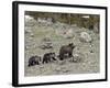 Grizzly Bear (Ursus Arctos Horribilis) Sow with Two Yearling Cubs, Yellowstone National Park, UNESC-James Hager-Framed Photographic Print