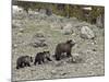 Grizzly Bear (Ursus Arctos Horribilis) Sow with Two Yearling Cubs, Yellowstone National Park, UNESC-James Hager-Mounted Photographic Print