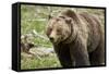 Grizzly Bear (Ursus Arctos Horribilis) Sow, Yellowstone National Park, Wyoming-James Hager-Framed Stretched Canvas