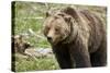 Grizzly Bear (Ursus Arctos Horribilis) Sow, Yellowstone National Park, Wyoming-James Hager-Stretched Canvas