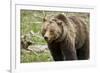 Grizzly Bear (Ursus Arctos Horribilis) Sow, Yellowstone National Park, Wyoming-James Hager-Framed Photographic Print