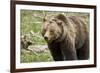 Grizzly Bear (Ursus Arctos Horribilis) Sow, Yellowstone National Park, Wyoming-James Hager-Framed Photographic Print