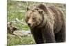 Grizzly Bear (Ursus Arctos Horribilis) Sow, Yellowstone National Park, Wyoming-James Hager-Mounted Photographic Print