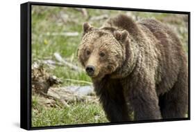 Grizzly Bear (Ursus Arctos Horribilis) Sow, Yellowstone National Park, Wyoming-James Hager-Framed Stretched Canvas