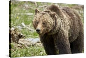 Grizzly Bear (Ursus Arctos Horribilis) Sow, Yellowstone National Park, Wyoming-James Hager-Stretched Canvas