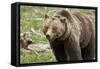 Grizzly Bear (Ursus Arctos Horribilis) Sow, Yellowstone National Park, Wyoming-James Hager-Framed Stretched Canvas