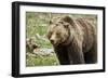 Grizzly Bear (Ursus Arctos Horribilis) Sow, Yellowstone National Park, Wyoming-James Hager-Framed Photographic Print