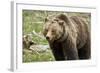 Grizzly Bear (Ursus Arctos Horribilis) Sow, Yellowstone National Park, Wyoming-James Hager-Framed Photographic Print