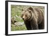 Grizzly Bear (Ursus Arctos Horribilis) Sow, Yellowstone National Park, Wyoming-James Hager-Framed Photographic Print