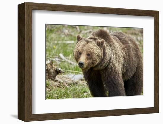 Grizzly Bear (Ursus Arctos Horribilis) Sow, Yellowstone National Park, Wyoming-James Hager-Framed Photographic Print