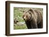 Grizzly Bear (Ursus Arctos Horribilis) Sow, Yellowstone National Park, Wyoming-James Hager-Framed Photographic Print