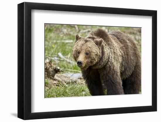 Grizzly Bear (Ursus Arctos Horribilis) Sow, Yellowstone National Park, Wyoming-James Hager-Framed Photographic Print