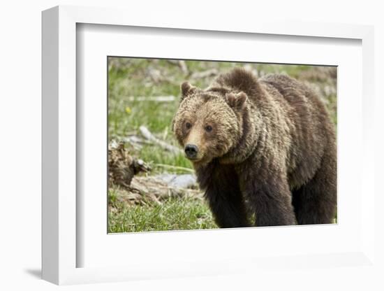 Grizzly Bear (Ursus Arctos Horribilis) Sow, Yellowstone National Park, Wyoming-James Hager-Framed Photographic Print