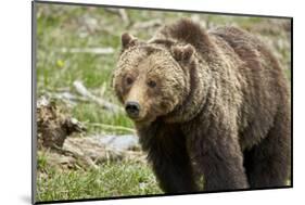 Grizzly Bear (Ursus Arctos Horribilis) Sow, Yellowstone National Park, Wyoming-James Hager-Mounted Photographic Print