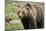 Grizzly Bear (Ursus Arctos Horribilis) Sow, Yellowstone National Park, Wyoming-James Hager-Mounted Photographic Print