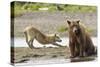 Grizzly Bear (Ursus Arctos Horribilis) With Grey Wolf (Canis Lupus) Stretching Behind-Oliver Scholey-Stretched Canvas