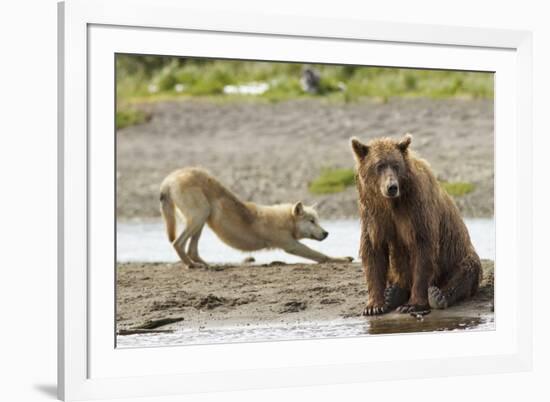 Grizzly Bear (Ursus Arctos Horribilis) With Grey Wolf (Canis Lupus) Stretching Behind-Oliver Scholey-Framed Photographic Print