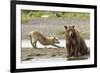 Grizzly Bear (Ursus Arctos Horribilis) With Grey Wolf (Canis Lupus) Stretching Behind-Oliver Scholey-Framed Photographic Print