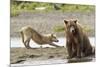 Grizzly Bear (Ursus Arctos Horribilis) With Grey Wolf (Canis Lupus) Stretching Behind-Oliver Scholey-Mounted Photographic Print