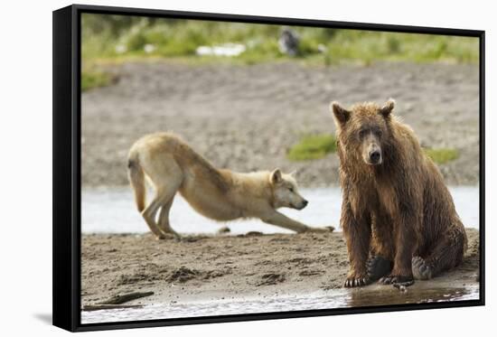 Grizzly Bear (Ursus Arctos Horribilis) With Grey Wolf (Canis Lupus) Stretching Behind-Oliver Scholey-Framed Stretched Canvas
