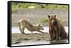 Grizzly Bear (Ursus Arctos Horribilis) With Grey Wolf (Canis Lupus) Stretching Behind-Oliver Scholey-Framed Stretched Canvas