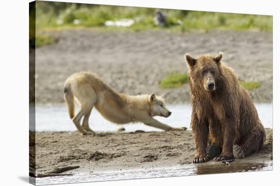 Grizzly Bear (Ursus Arctos Horribilis) With Grey Wolf (Canis Lupus) Stretching Behind-Oliver Scholey-Stretched Canvas
