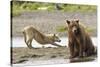 Grizzly Bear (Ursus Arctos Horribilis) With Grey Wolf (Canis Lupus) Stretching Behind-Oliver Scholey-Stretched Canvas