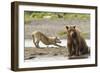 Grizzly Bear (Ursus Arctos Horribilis) With Grey Wolf (Canis Lupus) Stretching Behind-Oliver Scholey-Framed Photographic Print