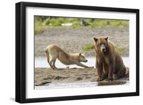 Grizzly Bear (Ursus Arctos Horribilis) With Grey Wolf (Canis Lupus) Stretching Behind-Oliver Scholey-Framed Photographic Print