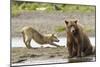 Grizzly Bear (Ursus Arctos Horribilis) With Grey Wolf (Canis Lupus) Stretching Behind-Oliver Scholey-Mounted Photographic Print