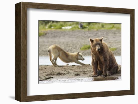 Grizzly Bear (Ursus Arctos Horribilis) With Grey Wolf (Canis Lupus) Stretching Behind-Oliver Scholey-Framed Photographic Print