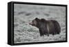 Grizzly Bear (Ursus arctos horribilis), Yellowstone National Park, Wyoming, USA, North America-James Hager-Framed Stretched Canvas