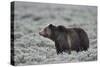 Grizzly Bear (Ursus arctos horribilis), Yellowstone National Park, Wyoming, USA, North America-James Hager-Stretched Canvas