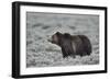 Grizzly Bear (Ursus arctos horribilis), Yellowstone National Park, Wyoming, USA, North America-James Hager-Framed Photographic Print