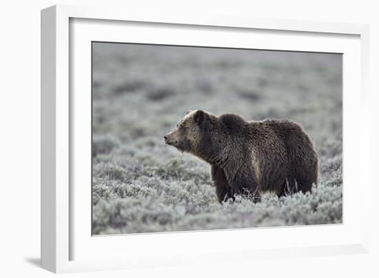 Grizzly Bear (Ursus arctos horribilis), Yellowstone National Park, Wyoming, USA, North America-James Hager-Framed Photographic Print