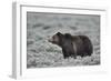 Grizzly Bear (Ursus arctos horribilis), Yellowstone National Park, Wyoming, USA, North America-James Hager-Framed Photographic Print